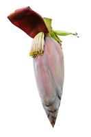 Banana flowers on a white background photo