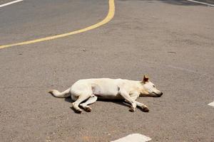 stray dog sleeping on the street photo