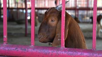 las cabras se mantienen en cautiverio. foto