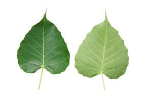 Bodhi leaves front and back on white background. photo