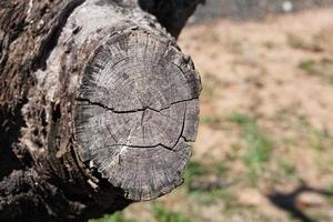 cortar el tronco de un árbol en el bosque foto