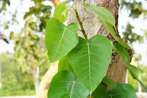 green bodhi leaf background The tree where the Buddha passed photo