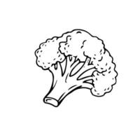 Broccoli thin black lines on a white background - Vector