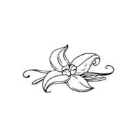 Vanilla flower thin black lines on a white background - Vector