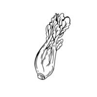 Celery thin black lines on a white background - Vector