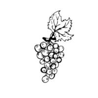 Grapes thin black lines on a white background - Vector