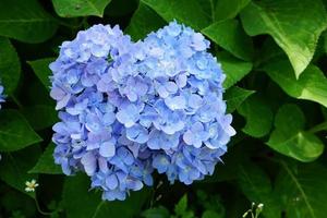 Beautiful hydrangeas in the garden photo