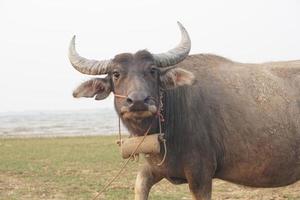 Thai buffalo farming in the field photo