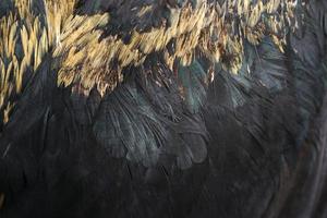 Background of chicken feathers photo