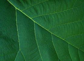 green leaf background with a beautiful leaf border pattern photo