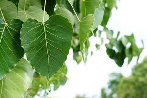 green bodhi leaf background The tree where the Buddha passed away photo