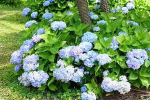 Beautiful hydrangeas in the garden photo