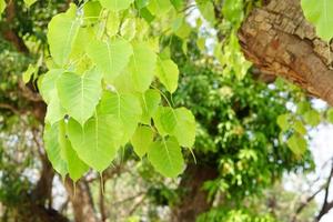 fondo verde de la hoja de bodhi el árbol donde pasó el buda foto