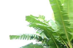 Banana leaves on isolated white background photo