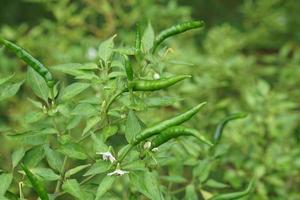 green peppers in garden photo