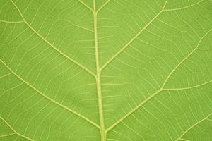 green leaf background with a beautiful leaf border pattern photo