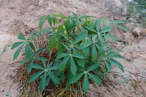 cassava planted for eating Stems can be propagated. photo