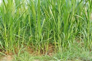 green grass background for fodder photo