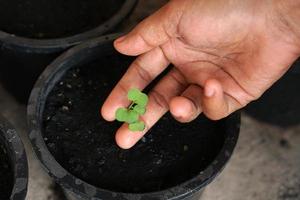 human hand touches a small plant in a planting pot. photo