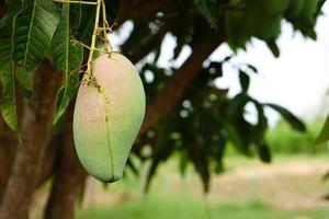 mangos en un árbol en el jardín de un granjero foto