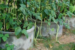 Long beans are planted in a cement pond in the garden. photo