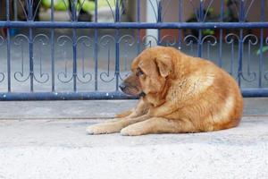 brown dog sleeping in front of the house photo