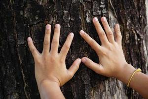 Human hands touch the bark of a tree, the concept of loving the wo photo
