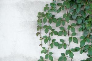 vines background on cement wall photo