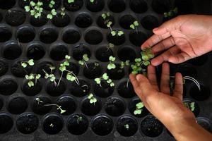 human hand touches a small plant in a planting pot. photo