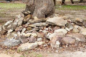 stones piled around the muddy trees. photo