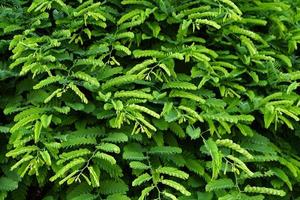 green leaf wall background green tamarind leaf background photo