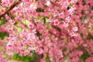 pink flower background that was invented to replace real flowers photo