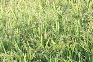 rice field background photo