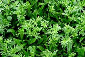 hierba apestosa, cilantro largo, cilantro de dientes de sierra, hierba apestosa, eryngium en huerta foto