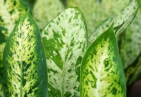 green leaf background with a beautiful leaf border pattern photo