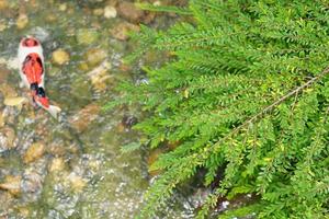 Green grass stream background with koi fish photo