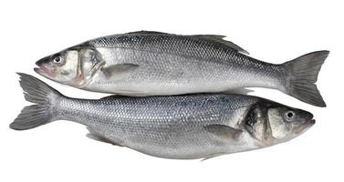 Dos pescados de lubina fresca aislado sobre fondo blanco.