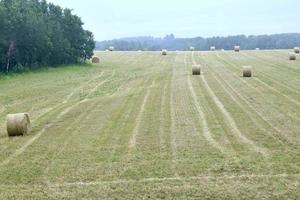 round bales sit in a freshly cut field photo