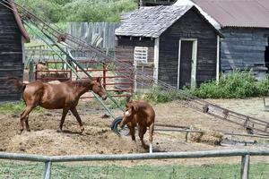 two horses are seen in an old farm yard photo
