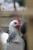 pollos de granja blancos mirando curiosamente a la cámara foto