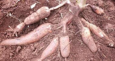 el agricultor cosecha una planta de yuca en el campo de arroz durante el día, la yuca es una raíz de tubérculo que crece exuberantemente en indonesia foto