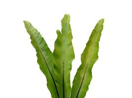 Asplenium nidus plant on white background photo