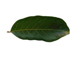 Nephelium lappaceum leaves or rambutan leaf on white background photo