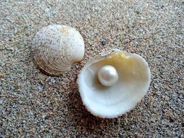 Sea shell with a pearl in the sand photo