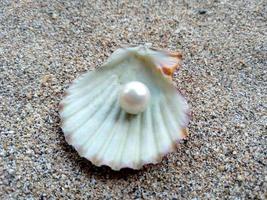 concha de mar con una perla en la arena foto