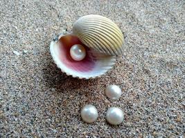 Sea shell with a pearl in the sand photo