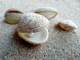 Sea shell with a pearl in the sand photo