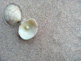 concha con una perla en la arena de una playa foto