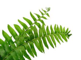 Green Polypodiophyta leaves isolated on white background. Green leaf texture photo