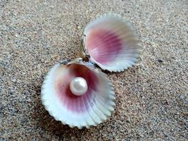 concha con una perla en la arena de una playa foto